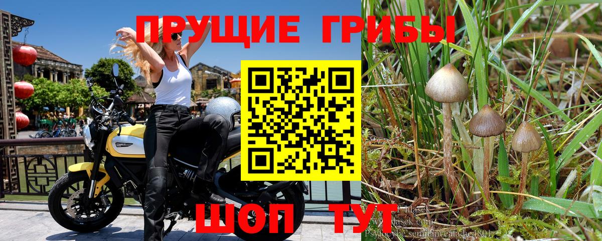 Галлюциногенные грибы GOLDEN TEACHER Саратов