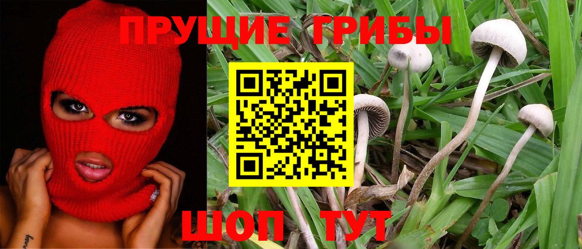 Саратов  Псилоцибиновые грибы мицелий  Вход с VPN 